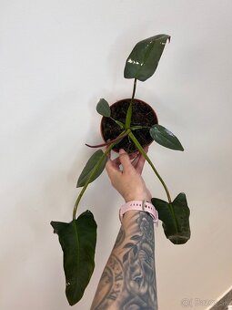 Philodendron Atabapoense - 3
