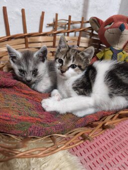 1/2 Mainská mývalia mačka/kocúr (Maine Coon) - 3