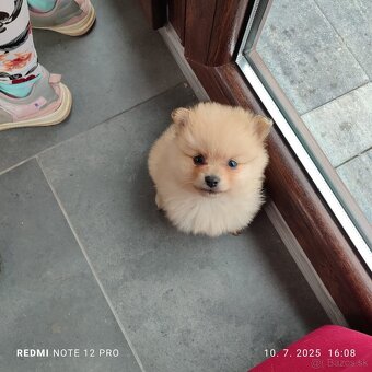 Nemecký trpaslicí špic typ pomeranian - 3