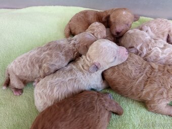 Maltipoo šteniatka - 3