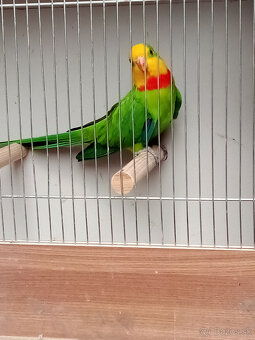 Papagaj nádherný -Baraband - samec - 3