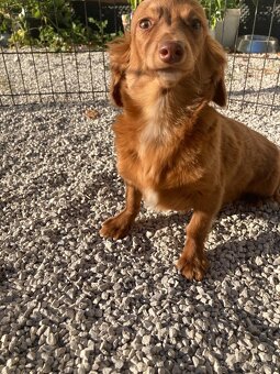 Jazvečík trpasličí dlhosrstý - 3