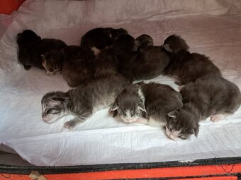 Mainska myvalia s PP - 3