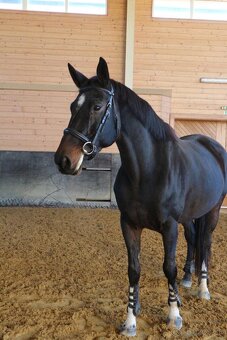 Kobyla do športu - 3