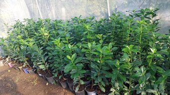 Vavrinovec lekarsky - 3