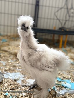 Predám hodvábničky USA - 3