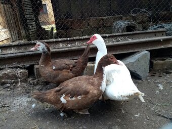 NV pižmová kačica - 3