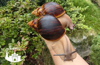 Africké slimáky Archachatina marginata ovum XXL / terárium - 3