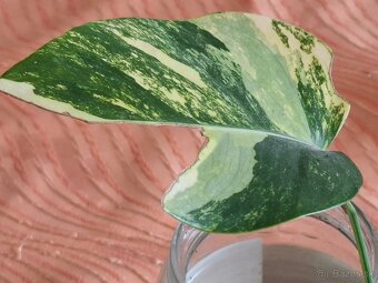 Monstera aurea marmorata - 3