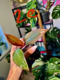 Rastliny Philodendron Pink Princess - 3