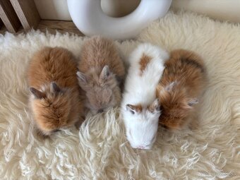 Ponúkame na predaj zakrslé zajačiky, králiky, zajace - 3