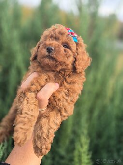 Pudel toy girl/boy - 3