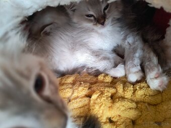 Ragdoll mačiatka - 3