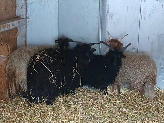 Hortobagyske racky - 3