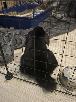 Ročný zajačik - 3