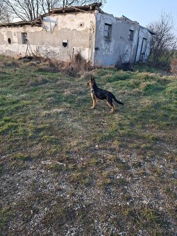 Stena Nemecký ovčiak - 3