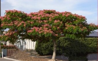 80-90 cm / 15 €, 120cm / 20€. Albizia Julibrissin - 3