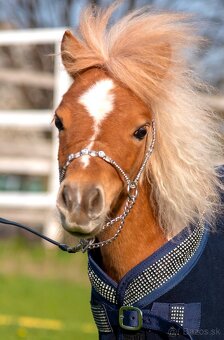 Mini American hors - 3