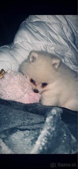 Čistokrvného mini pomeraniana - 3