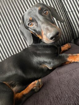 Ponúkame nádherného jazvečíka na krytie - 3