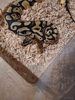 Python regius - Prievidza | Bazoš.sk