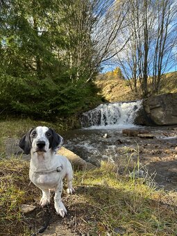 Jazvečík Merle - 3