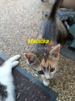 Predám mačiatká - 3