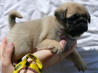 Mops - Štěňátka - 3