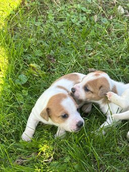 Jack Russel teriér - 3