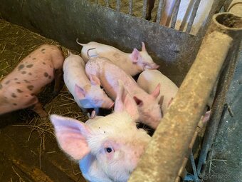 Predám odstavčatá - 3