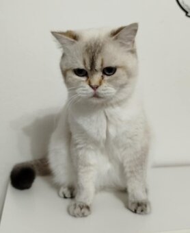Britská colorpoint mačička s PP - 3