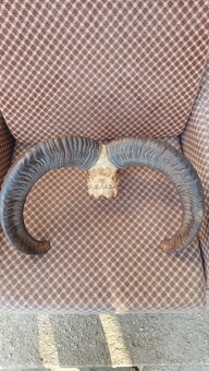 Predám trofej muflona parožie zhody trofeje - 3