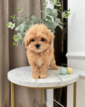 Maltipoo štěňátka - 3