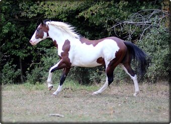 AMERICAN PAINT HORSE - 3