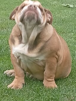 Anglicky buldog - 3