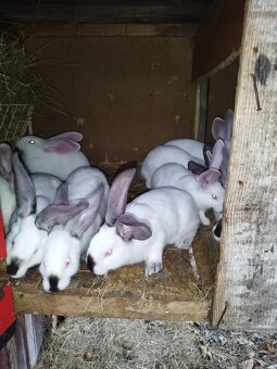 Predávam zajace matka ich hyla a  otec belgický obor Albin - 3