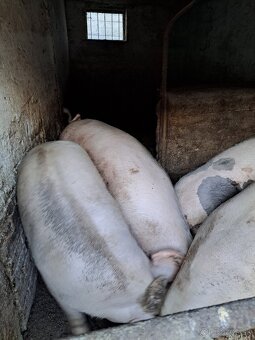 Vykrmene osipane - 3