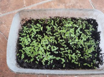 Semienka Paulownia - 3