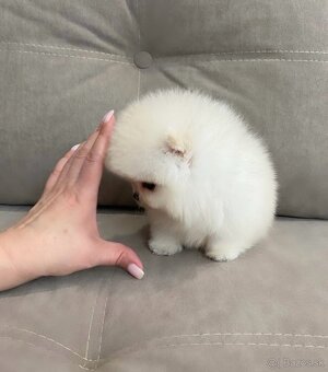 Pomeranian mini - 3