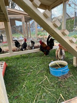 Chovný kmeň-Ayam serama - 3