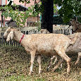 Anglonubijská koza, anglonubijské kozy - 3