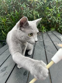 Ruská modrá mačka - 3