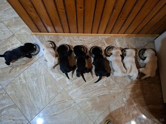 Šteniatka labradora - 3