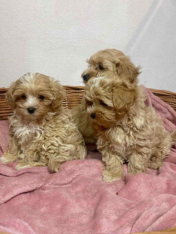 Maltipoo, pudel, pudlik, maltezak - 3