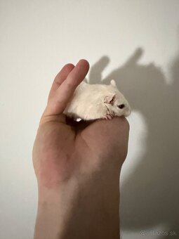 Darujeme pieskomila - 3