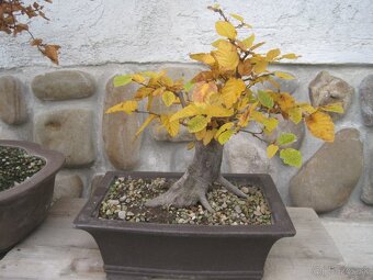 bonsai,bonsaj-hrab 26 - 3