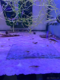 Neocaridina krevetky - 3
