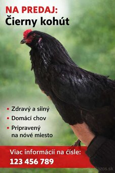 Kohút ARAUCAN zo Záhoria - 3