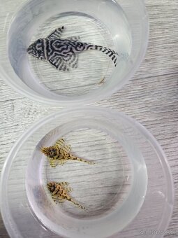 L 236 Super Yellow - odchov - 3