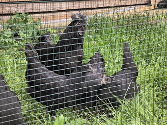 Ayam cemany - 3